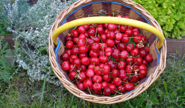 Jak uvařit třešňové knedlíky | recept