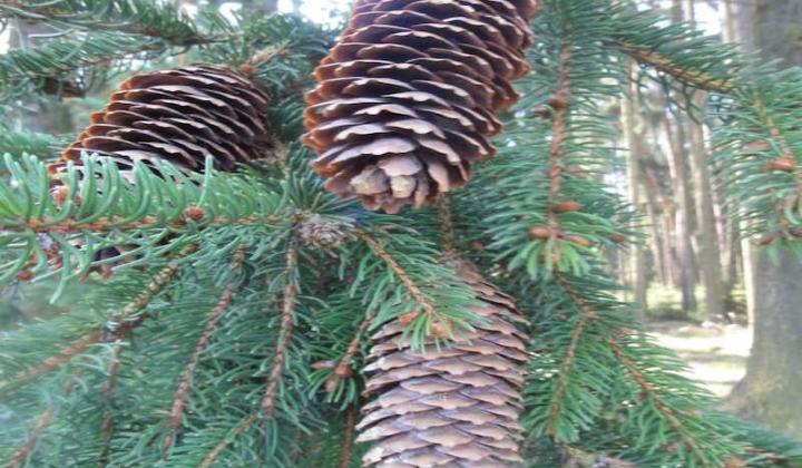 Jak využít šišky ke tvoření dekorací