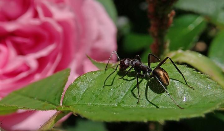 Jak si poradit s mravenci