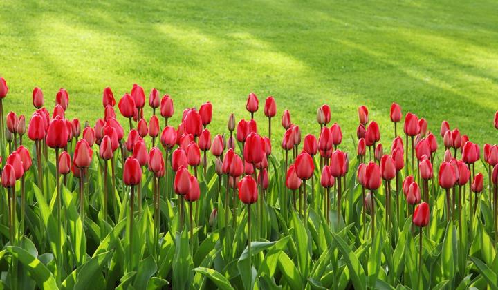 Jak si vybrat mezi tulipány | rady