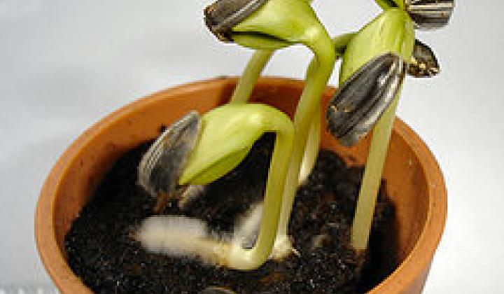 Jak na předpěstování sadby zeleniny a balkonových květin 