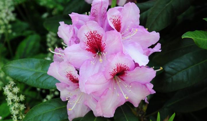 Jak správně pěstovat pěnišníky (rododendrony)