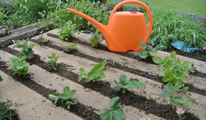 Jak střídat plodiny na zahradě