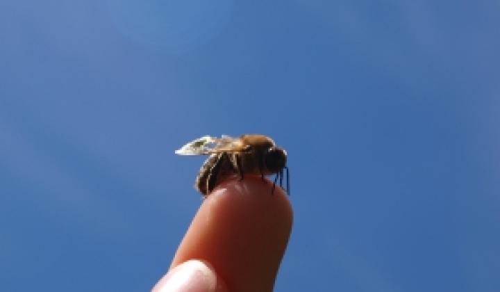 Jak na hmyzí kousnutí, píchnutí 