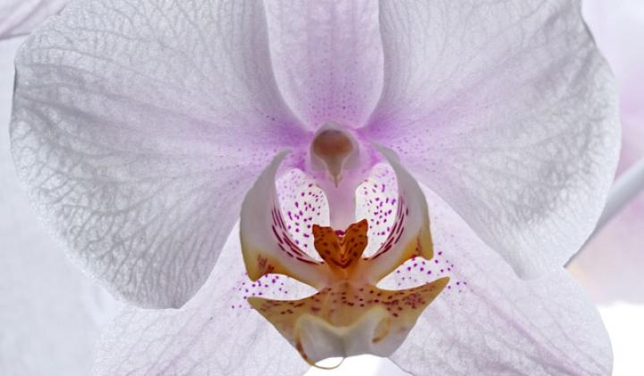 Jak přesazovat orchidej