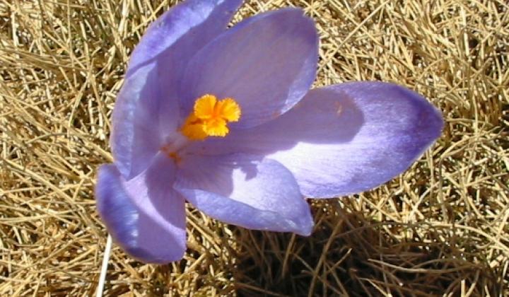 Jak pěstovat krokusy (šafrán)