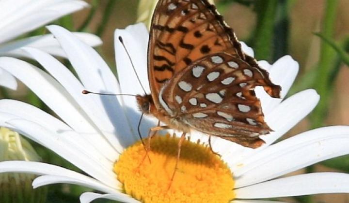 Jak pěstovat kopretiny