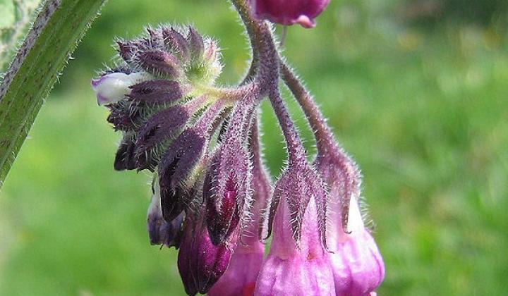 Jak pěstovat kostival