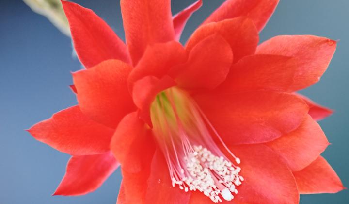 Jak pěstovat velikonoční kaktus