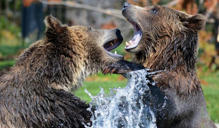 Jak přežít setkání s medvědem