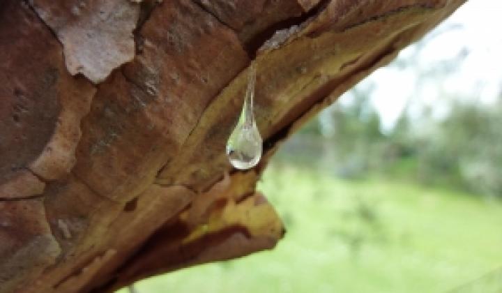 Jak vyčistit skvrnu od smoly