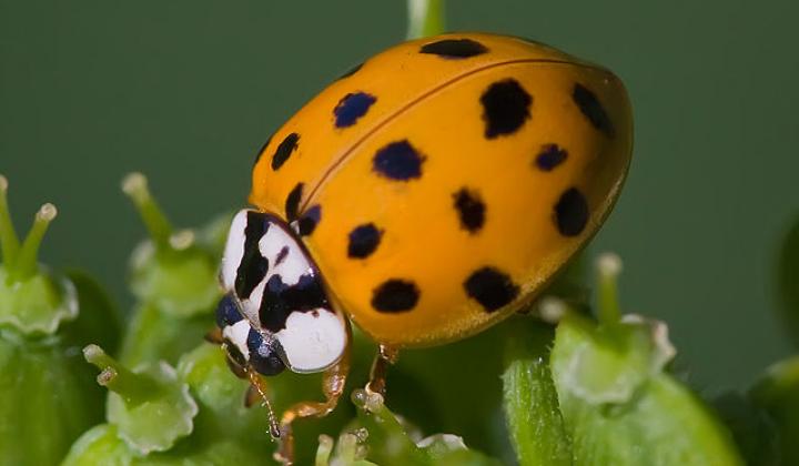 Jak se zbavit berušek v bytě