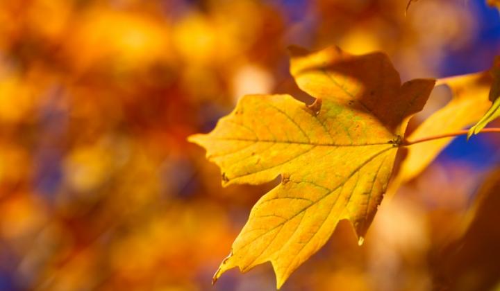 Jak se zbavit listí 