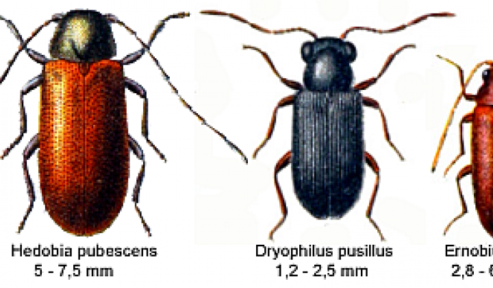 Jak se zbavit červotočů