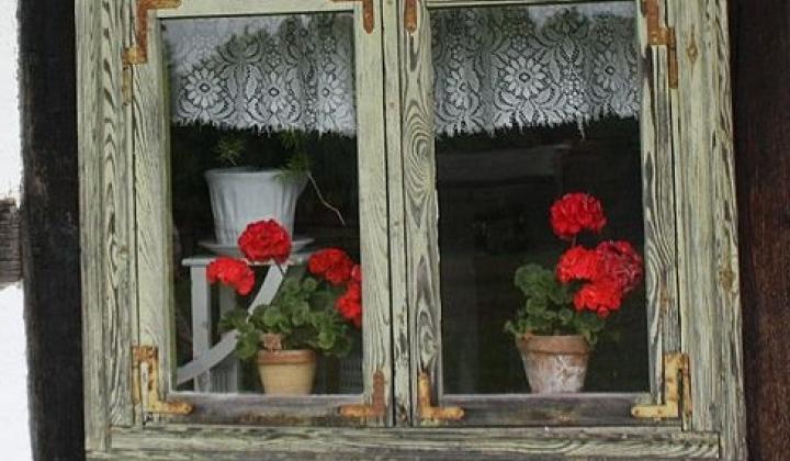 Jak zazimovat muškáty