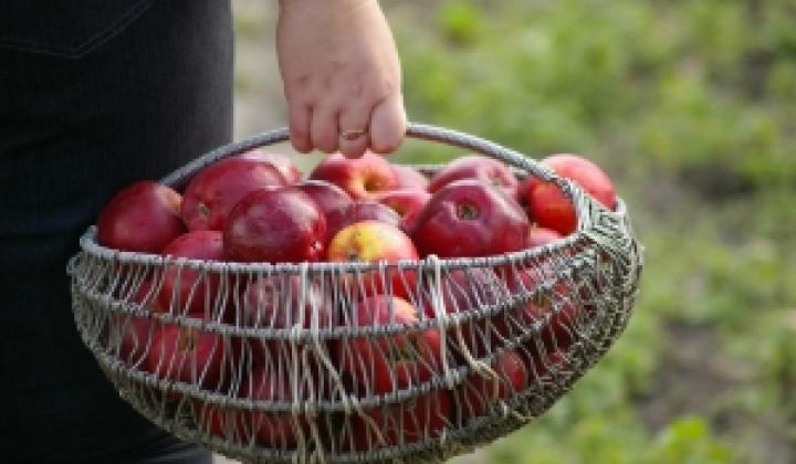 Jak vyrobit jablečné víno | recept