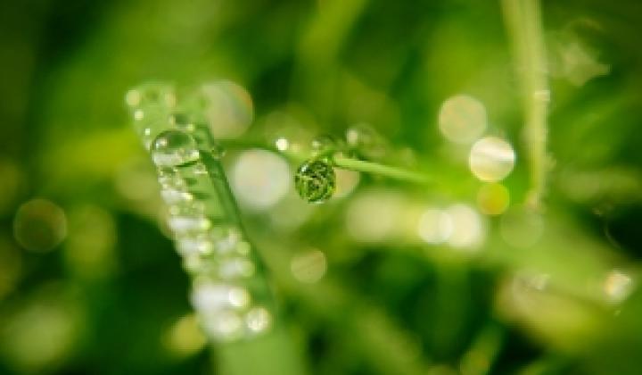 Jak se správně starat o túje