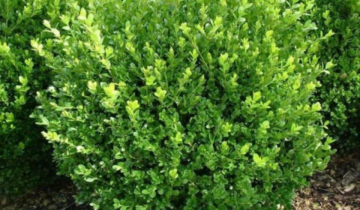 Jak pěstovat buxus neboli buksus