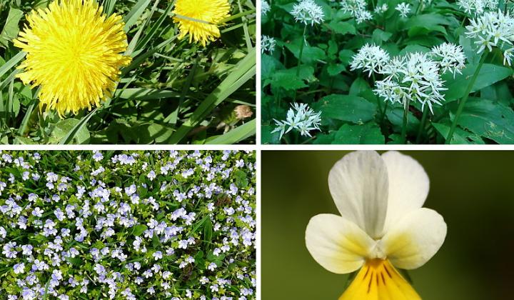 Jak využít květnové bylinky pro detoxikaci organismu
