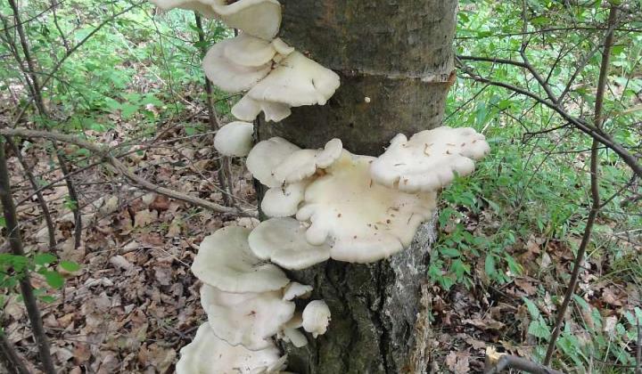 Jak poznat chutné dřevokazné houby | atlas hub