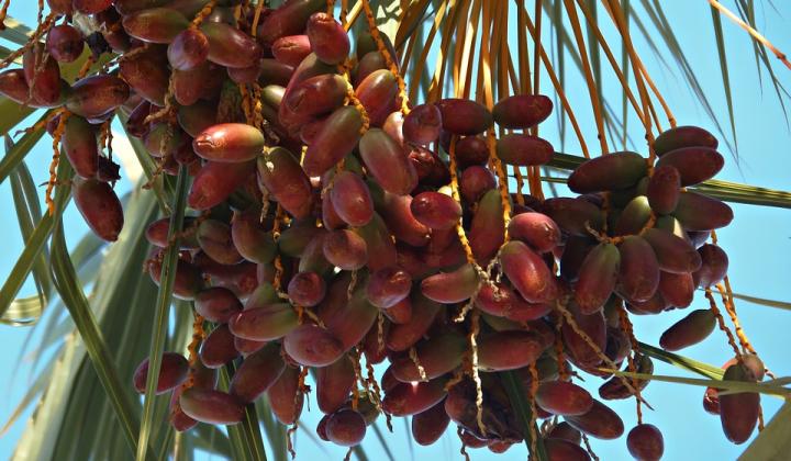Jak vypěstovat palmu a jiné rostliny z pecek exotického ovoce