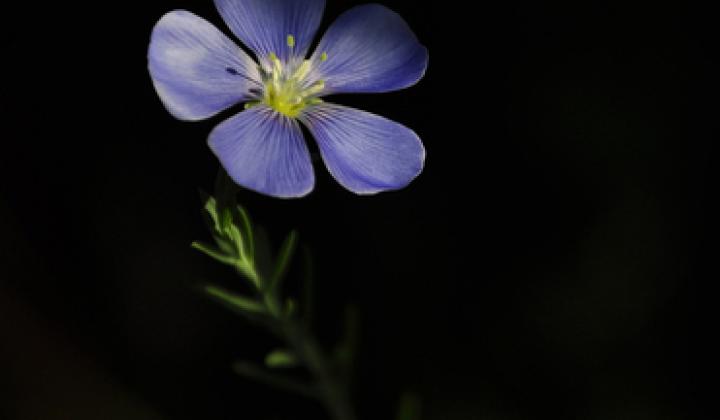 Jak léčí lněný olej a lněné semínko