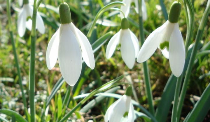 Jak pěstovat sněženky