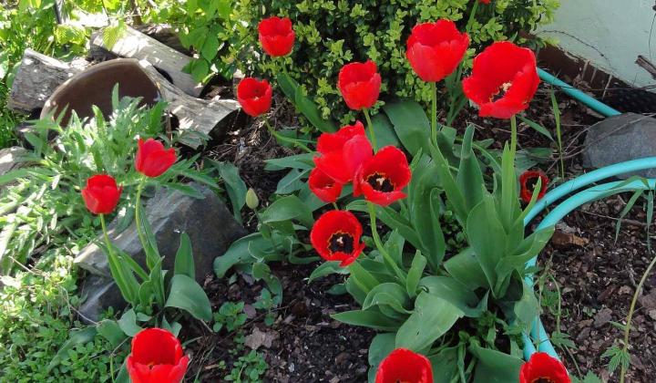 Jak vysazovat narcisy a tulipány 