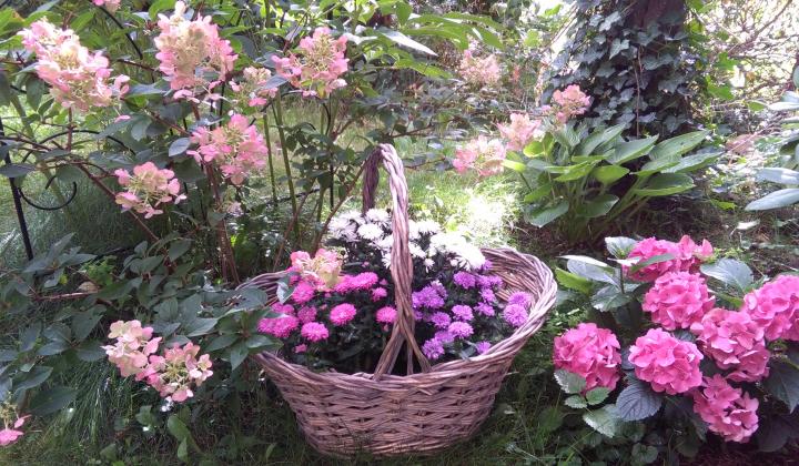 Jak využít barevné květy hortenzie | návod na květinový věnec