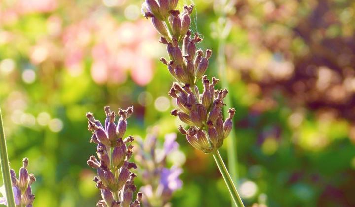 Jak léčit opary přírodní cestou