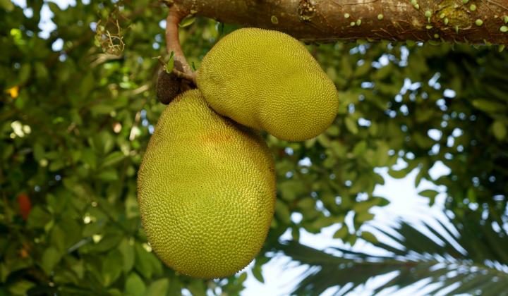 Jak využít jackfruit