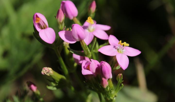 Jak podpořit funkci žlučníku přírodní cestou