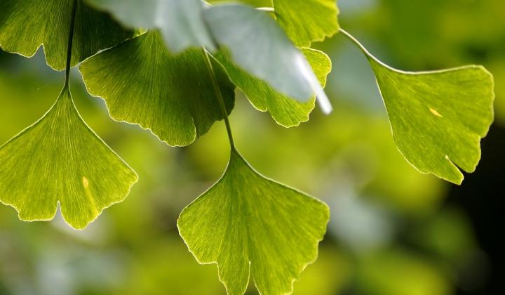 Jak využít ginkgo bilobu | rady a tipy