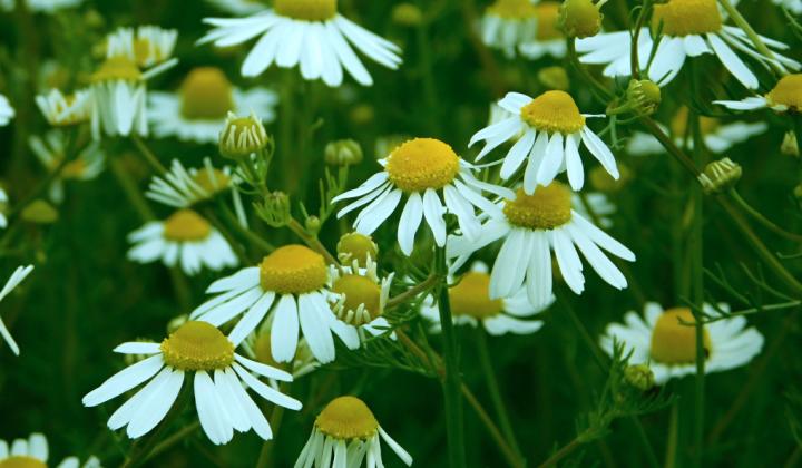 Jak se zbavit kruhů pod očima přírodní cestou | rady a tipy