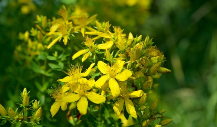 Jak sbírat svatojánské byliny