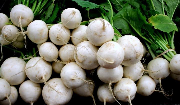 Jak pěstovat a využít vodnici Jak pěstovat a využít vodnici
