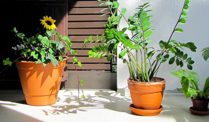 Jak pěstovat zamioculcas Jak pěstovat zamioculcas