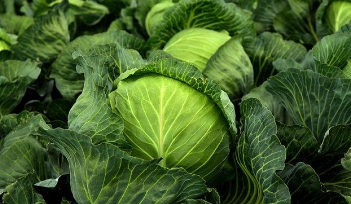 Jak vypěstovat kapustu Jak vypěstovat kapustu