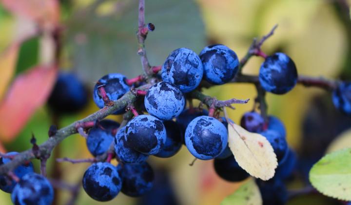 Jak vyrobit domácí trnkovou griotku | recept Jak vyrobit domácí trnkovou griotku | recept