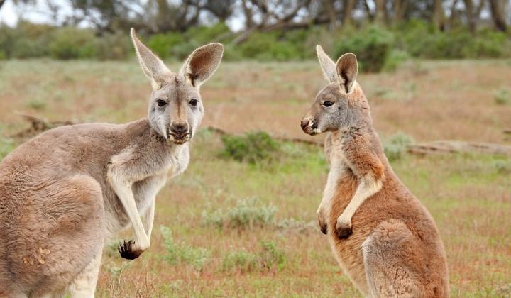 Jak najít v Austrálii klokany | rady