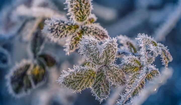 Jak ochránit rostliny před mrazem a sněhem | rady