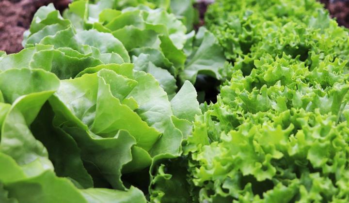 Jak se vyznat v zelených listových salátech – 2. díl | rady a tipy