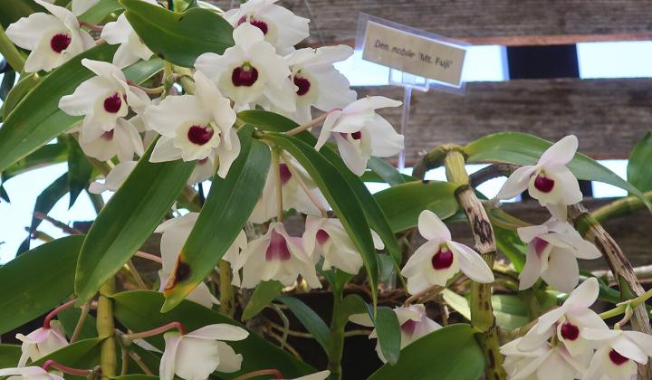 dendrobium nobile