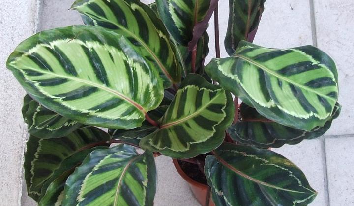 Calathea roseopicta