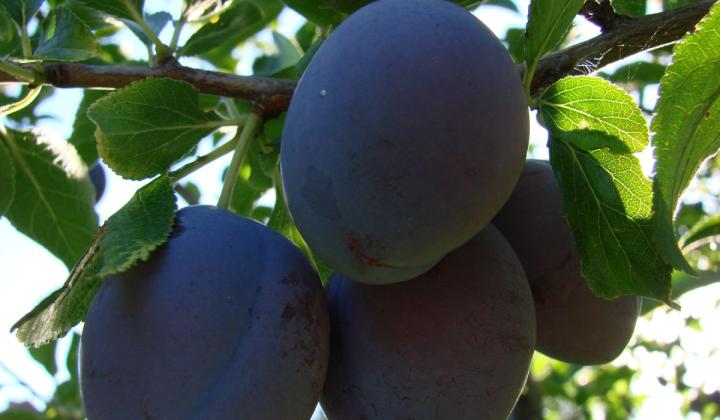 Jak udělat švestkovou marmeládu | recept