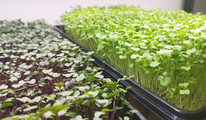 Jak využít microgreens v kuchyni, tipy na jídla