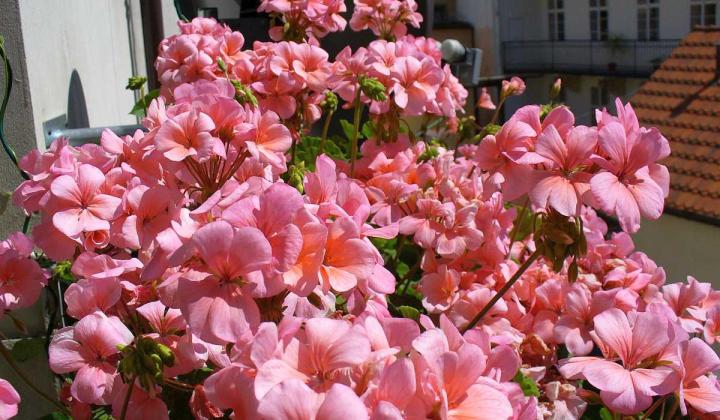 pelargonie v truhlíku letnička na jižní balkon