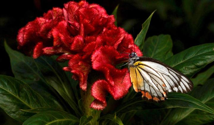 květ celosie nevadlec s motýlem