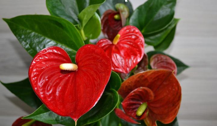 anthurium anturie toulitka