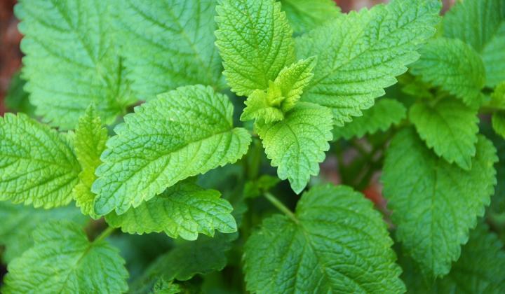 meduňka lékařská melissa officinalis